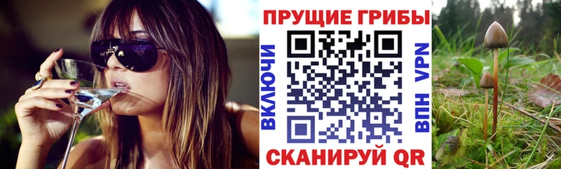 Псилоцибиновые грибы Psilocybe  где найти   Покров 